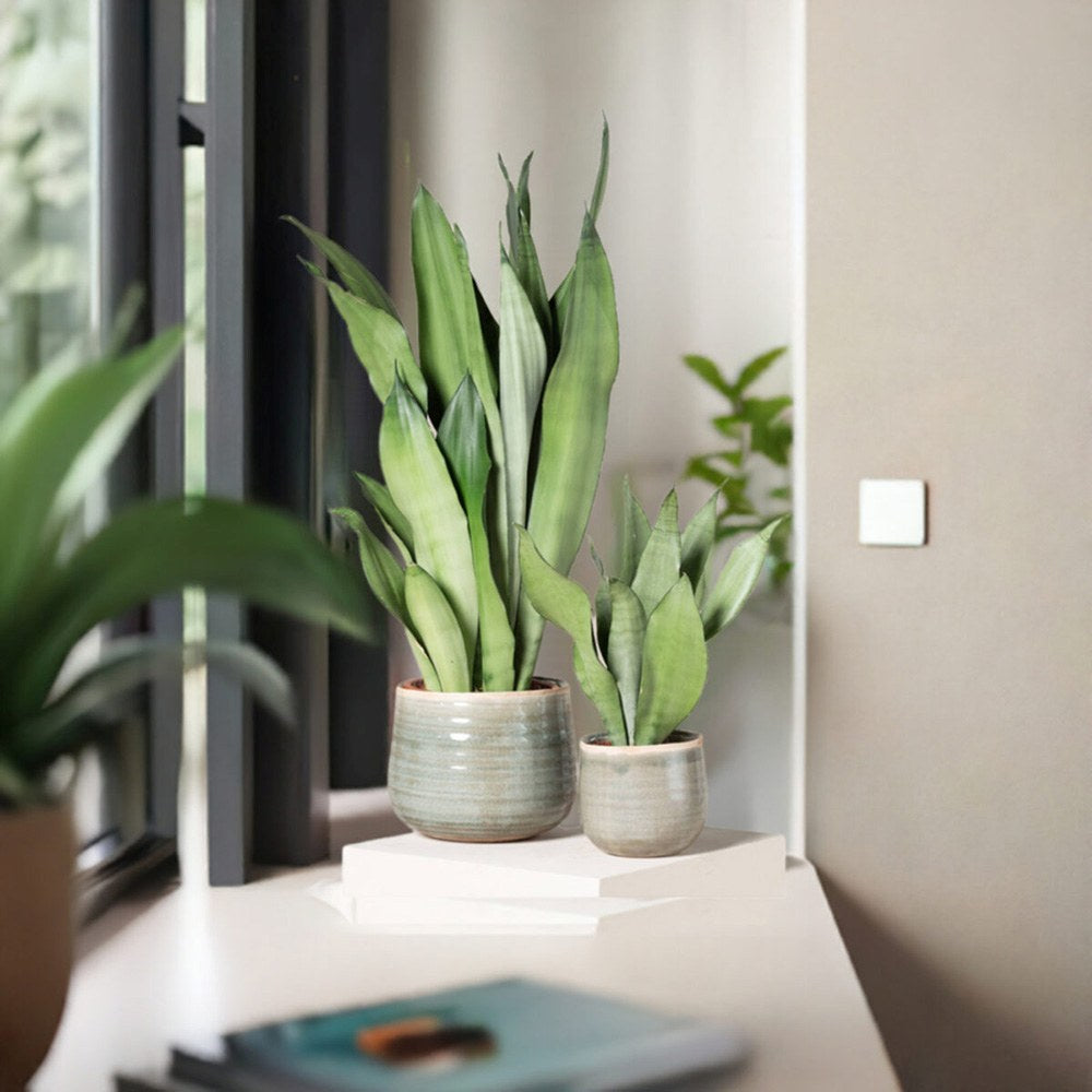 Sansevieria (Limba Soacrei) Moonshine, frunze argintii verzi deschise, planta de interior eleganta si purificatoare de aer, 35 cm