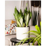 Sansevieria (Limba Soacrei) Moonshine, frunze argintii verzi deschise, planta de interior eleganta si purificatoare de aer, 35 cm