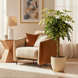 Palmierul Umbrela (Schefflera) Gold Capella, 65 cm, planta de interior decorativa, frunze verzi cu pete aurii, tulpina impletita, usor de ingrijit