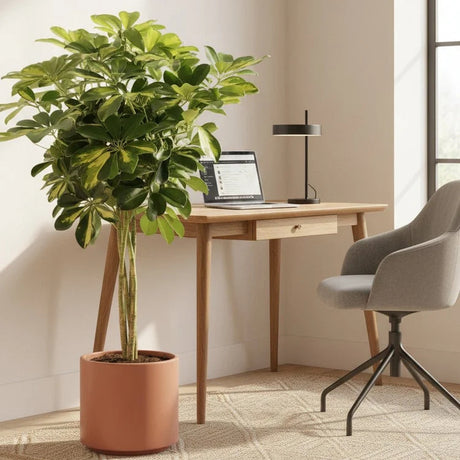 Palmierul Umbrela (Schefflera) Gold Capella, 65 cm, planta de interior decorativa, frunze verzi cu pete aurii, tulpina impletita, usor de ingrijit