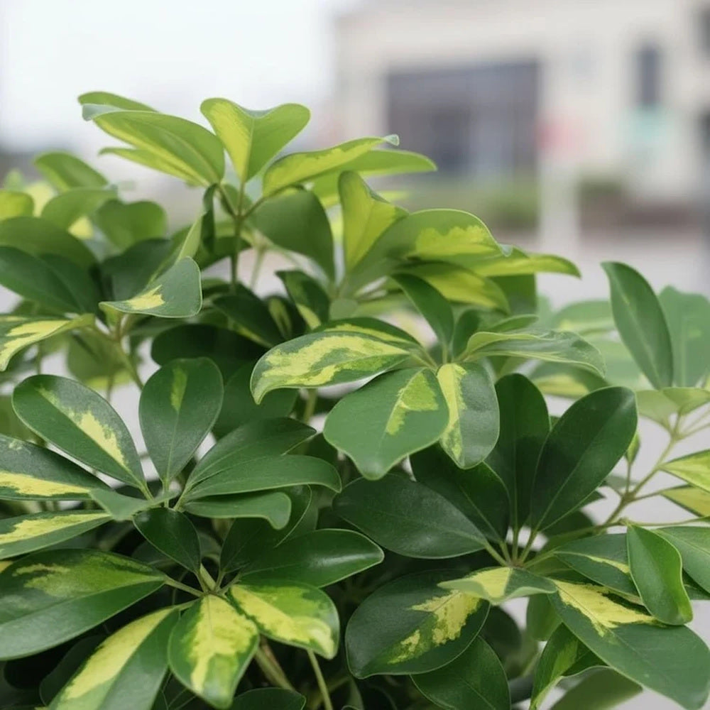 Palmierul Umbrela (Schefflera) Gold Capella, 65 cm, planta de interior decorativa, frunze verzi cu pete aurii, tulpina impletita, usor de ingrijit