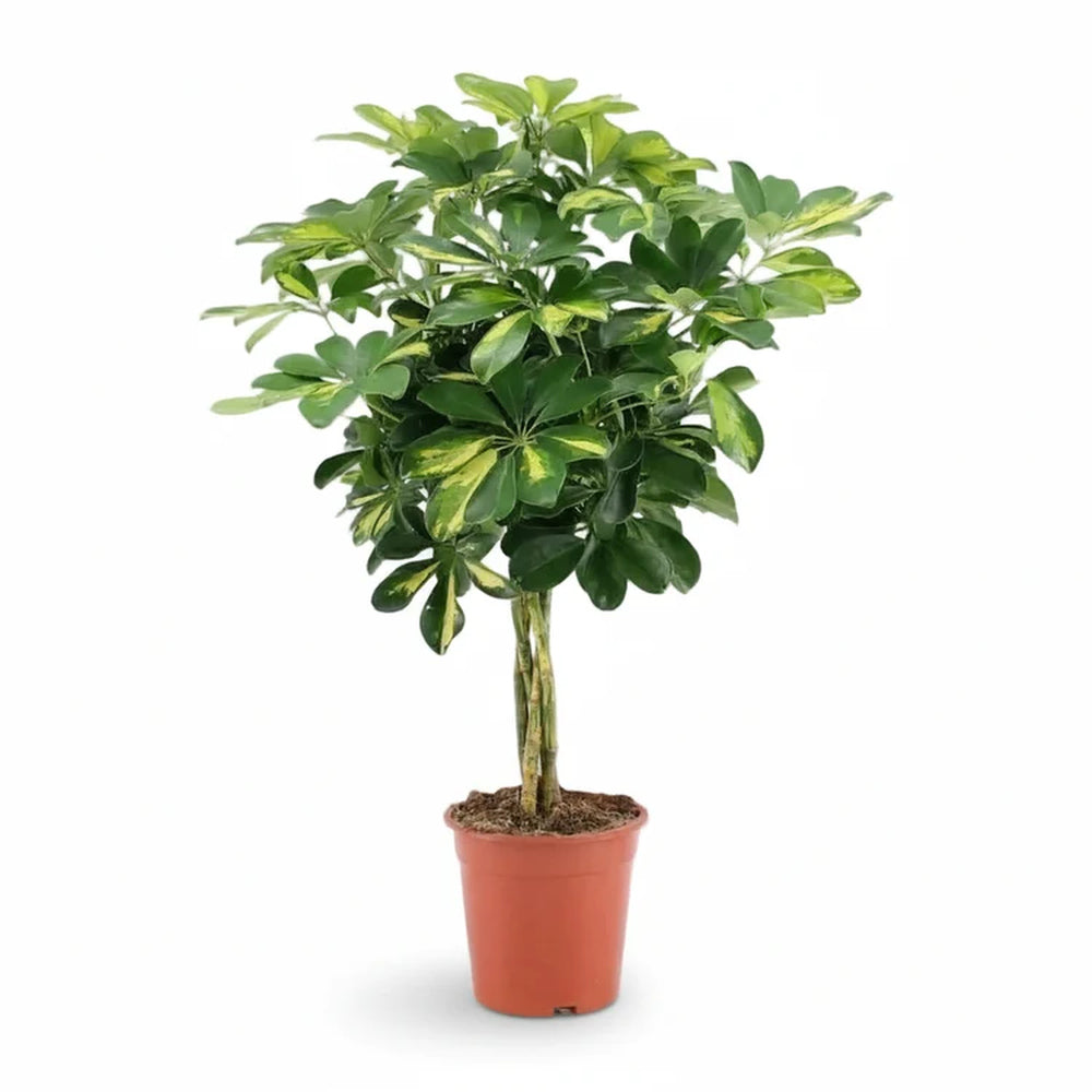 Palmierul Umbrela (Schefflera) Gold Capella, 65 cm, planta de interior decorativa, frunze verzi cu pete aurii, tulpina impletita, usor de ingrijit