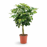 Palmierul Umbrela (Schefflera) Gold Capella, 65 cm, planta de interior decorativa, frunze verzi cu pete aurii, tulpina impletita, usor de ingrijit