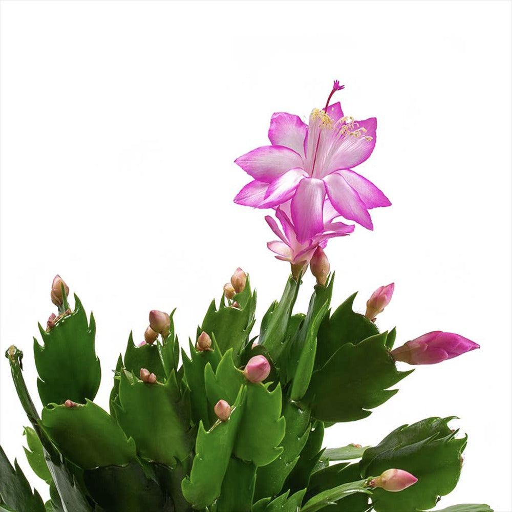 Cactusul de Craciun brazilian (Schlumbergera), 20-30 cm, planta de interior decorativa cu flori roz spectaculoase iarna