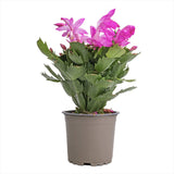 Cactusul de Craciun brazilian (Schlumbergera), 20-30 cm, planta de interior decorativa cu flori roz spectaculoase iarna