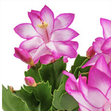 Cactusul de Craciun brazilian (Schlumbergera), 20-30 cm, planta de interior decorativa cu flori roz spectaculoase iarna