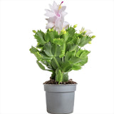 Cactusul de Craciun brazilian (Schlumbergera), 20-30 cm, planta de interior decorativa cu flori albe spectaculoase