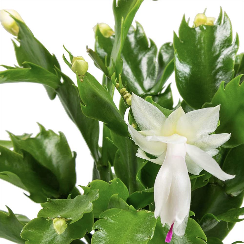 Cactusul de Craciun brazilian (Schlumbergera), 20-30 cm, planta de interior decorativa cu flori albe spectaculoase