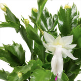 Cactusul de Craciun brazilian (Schlumbergera), 20-30 cm, planta de interior decorativa cu flori albe spectaculoase