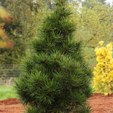 Pin Japonez Umbrella Sciadopitys verticillata, conifer rar ornamental, crestere lenta, ace unice tip umbrela