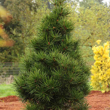 Pin Japonez Umbrella Sciadopitys verticillata, conifer rar ornamental, crestere lenta, ace unice tip umbrela