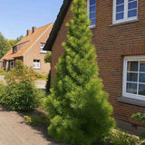 Pin Japonez Umbrella Sciadopitys verticillata, conifer rar ornamental, crestere lenta, ace unice tip umbrela