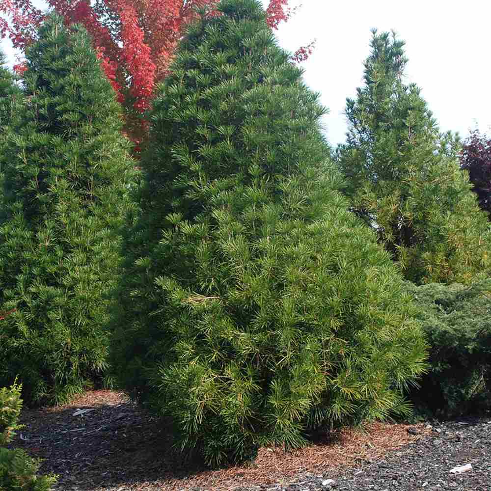 Pin Japonez Umbrella Sciadopitys verticillata, conifer rar ornamental, crestere lenta, ace unice tip umbrela