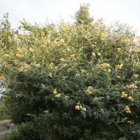 Liliac de Vara Sungold (Buddleja), arbust decorativ cu flori aurii-galben foarte parfumate abundente, crestere rapida, iubitor de soare
