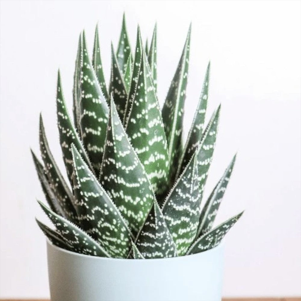 Aloe Tiki Tahi Planta in Ghiveci, planta de interior, suculenta decorativa, usor de ingrijit - 15 cm