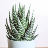 Aloe Tiki Tahi Planta in Ghiveci, planta de interior, suculenta decorativa, usor de ingrijit - 15 cm