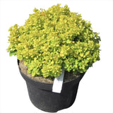 Dracila Berberis Japoneza Goldalita, arbust ornamental, frunze galbene-aurii, gradina sau ghiveci