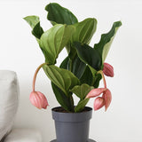 Floarea Regelui Medinilla Flamenco, flori roz spectaculoase, planta tropicala exotica, decor luxuriant pentru casa si interior - 40 cm