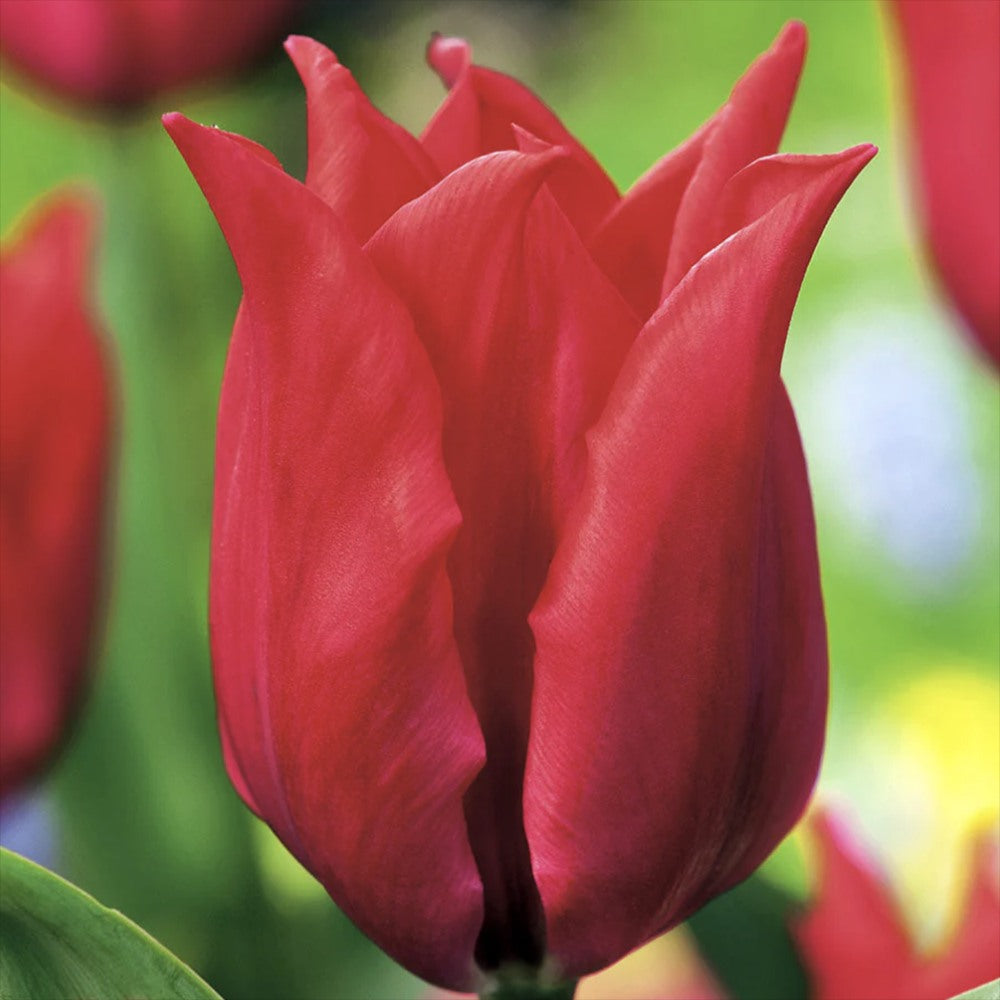 Bulbi Lalele Fiery Club, set de 7 buc cu flori rosii, inflorire aprilie, rezistent la frig