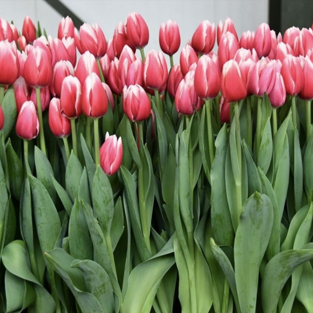 Bulbi Lalele Strawberry Romanoff, set de 7 buc cu flori rosu-visiniu si alb, inflorire aprilie, rezistent la frig