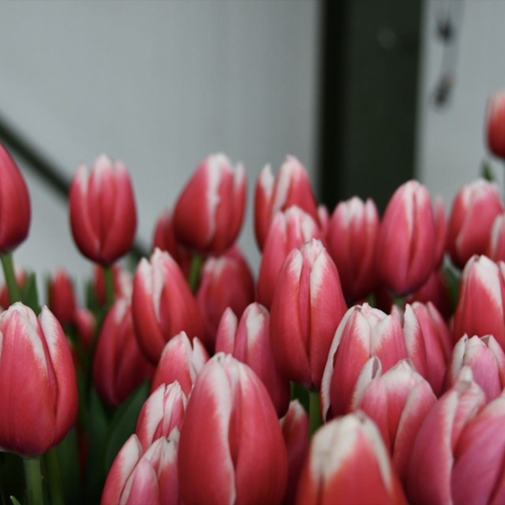 Bulbi Lalele Strawberry Romanoff, set de 7 buc cu flori rosu-visiniu si alb, inflorire aprilie, rezistent la frig