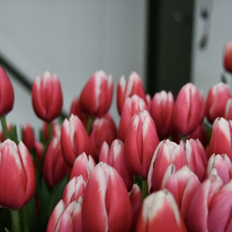 Bulbi Lalele Strawberry Romanoff, set de 7 buc cu flori rosu-visiniu si alb, inflorire aprilie, rezistent la frig