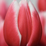 Bulbi Lalele Strawberry Romanoff, set de 7 buc cu flori rosu-visiniu si alb, inflorire aprilie, rezistent la frig