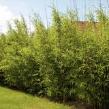 Bambus de gradina Schensbossen (Fargesia Schensbossen), neinvaziv, rezistent la frig, gard viu vesnic verde, ideal pentru gradini si ghivece