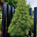 Pin Japonez Umbrella Sciadopitys verticillata, conifer rar ornamental, crestere lenta, ace unice tip umbrela