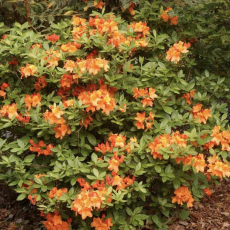 Azaleea Japoneza (Rhododendron) Glowing Embers, vesnic verde cu flori rosu-portocaliu intens, arbust ornamental pentru sol acid si semiumbra