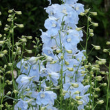 Nemtisor (Delphinium) Ballkleid, planta perena cu flori bleu deschis pe tije inalte, delphinium decorativ pentru gradina insorita