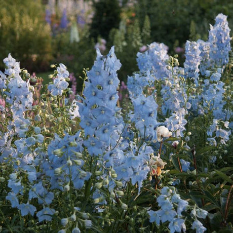 Nemtisor (Delphinium) Ballkleid, planta perena cu flori bleu deschis pe tije inalte, delphinium decorativ pentru gradina insorita
