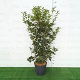 Ilex Fals Japonez Osmanthus Aquifolium, arbust vesnic verde cu flori albe foarte parfumate, cu frunzis dens si lucios, rezistent, ideal pentru garduri vii sau ca planta solitara