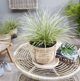 Iarba Ornamentala Rogoz White Sands, iarba decorativa perena, bicolora alb-argintiu, semi vesnic verde