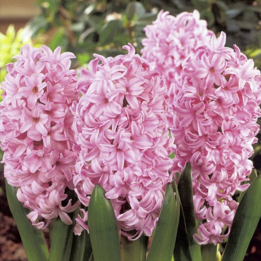 Bulbi Zambile Pink Surprise, set de 5 bulbi cu flori roz intens, parfum puternic, inflorire primavara