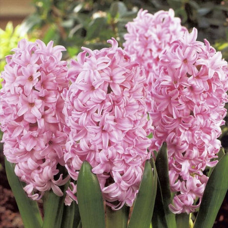 Bulbi Zambile Pink Surprise, set de 5 bulbi cu flori roz intens, parfum puternic, inflorire primavara