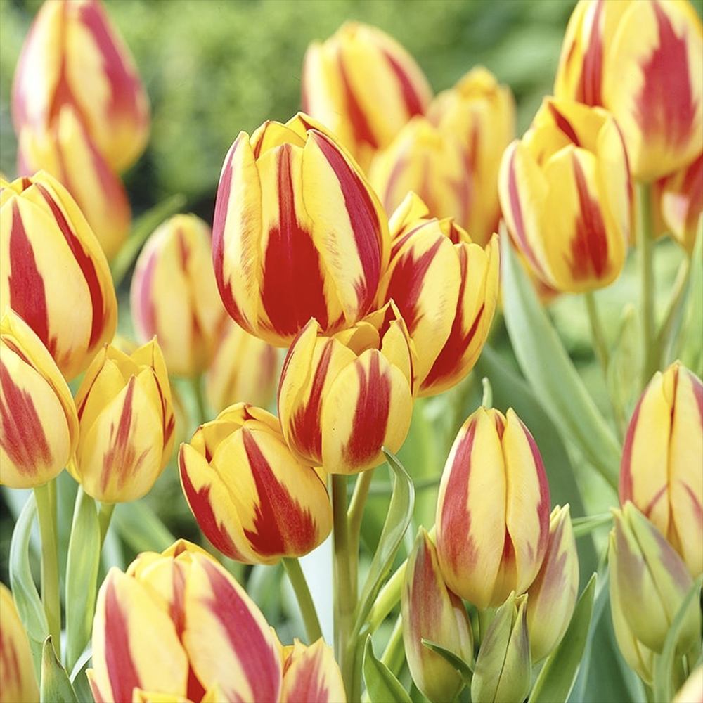 Bulbi Lalele Wonder Club, Bulbi Lalele Wonder Club, set de 7 buc cu flori rosii-galbene, inflorire aprilie, rezistent la frig