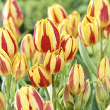 Bulbi Lalele Wonder Club, Bulbi Lalele Wonder Club, set de 7 buc cu flori rosii-galbene, inflorire aprilie, rezistent la frig