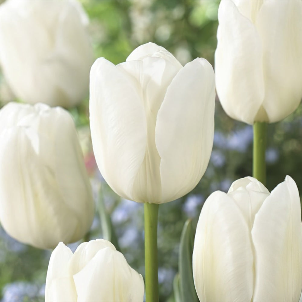 Bulbi Lalele Triumph White, set de 5 buc cu flori albe, inflorire aprilie, rezistent la frig