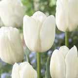 Bulbi Lalele Triumph White, set de 5 buc cu flori albe, inflorire aprilie, rezistent la frig