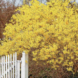 Ploaie de Aur (Forsythia Spectabilis), arbust ornamental cu flori galbene primavara, crestere rapida
