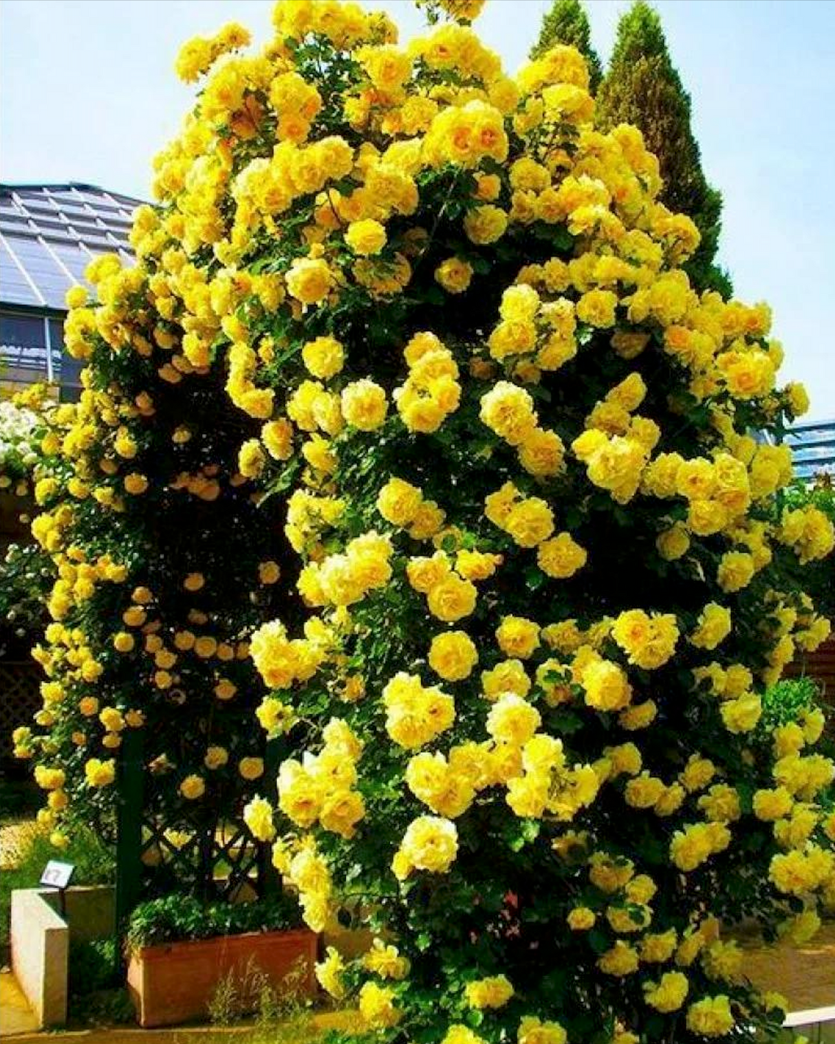 Trandafir Catarator Galben Golden Showers, inflorire repetata, parfum placut, anul 3