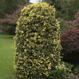 Laur Japonez Golden King, arbust vesnic verde variegat cu frunzis auriu-verde, gard viu decorativ