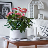 Floarea Flamingo Anthurium Colorado, planta de interior cu flori decorative roz