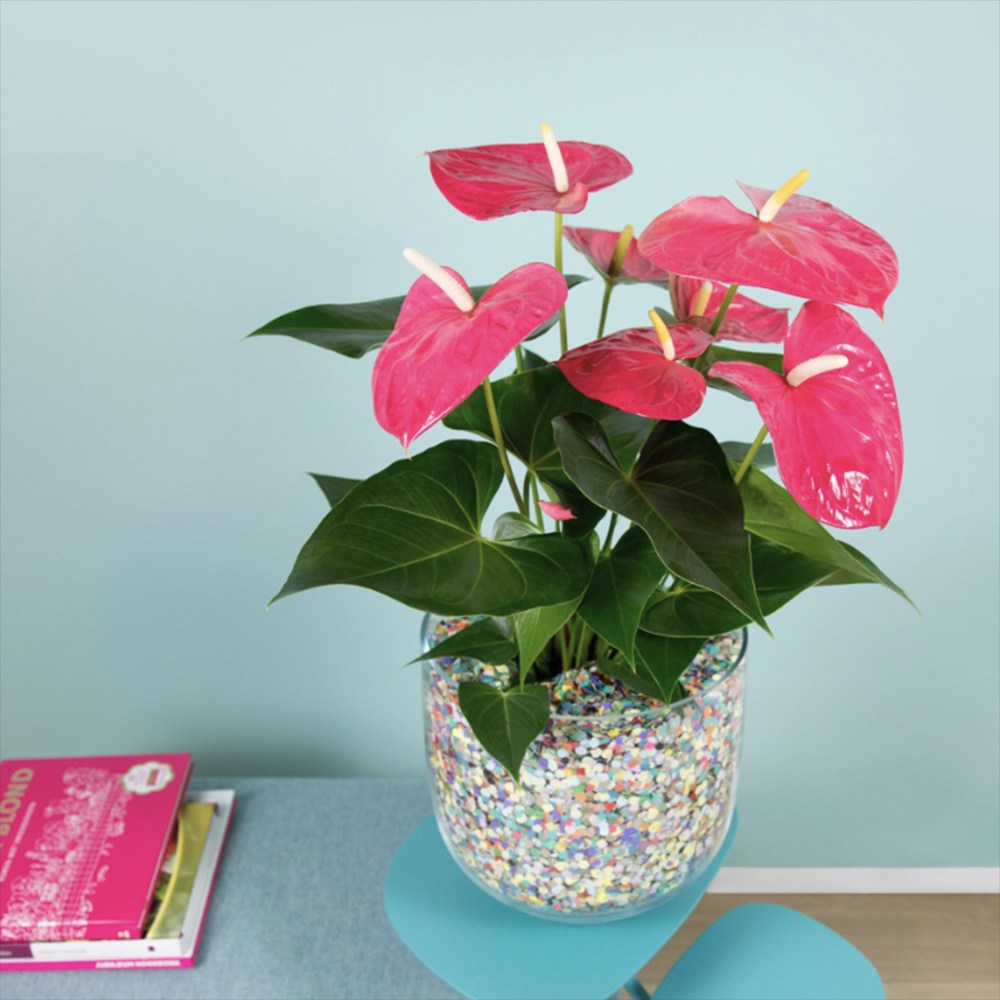 Floarea Flamingo Anthurium Colorado, planta de interior cu flori decorative roz