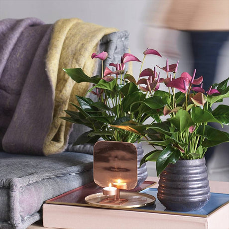 Floarea Flamingo Anthurium Colorado, planta de interior cu flori decorative roz
