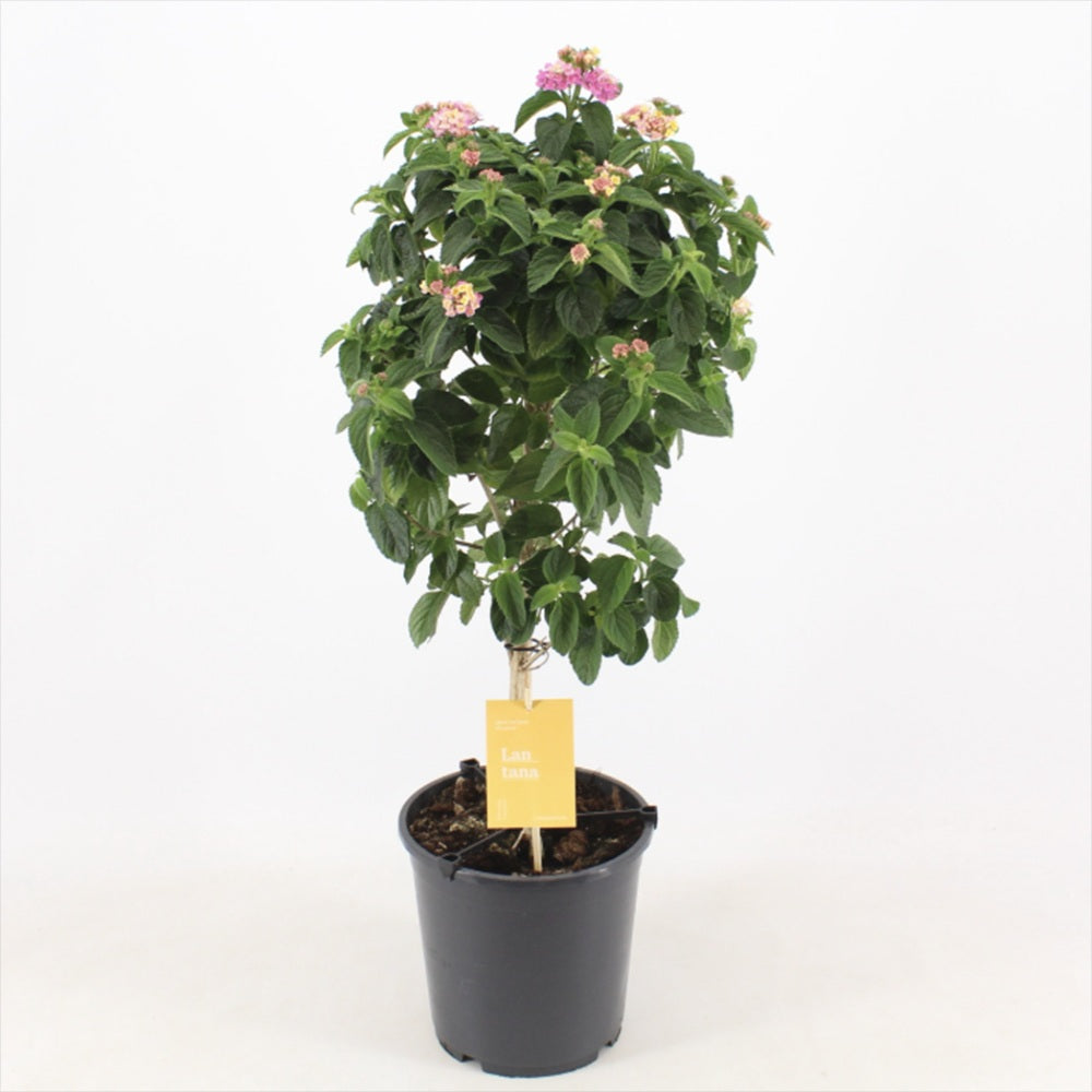 Regina fluturilor (Lantana) Lucky Honey Blush Copacel, flori cu parfum intens, curcubeul tropical in nuante pastel si inflorire continua