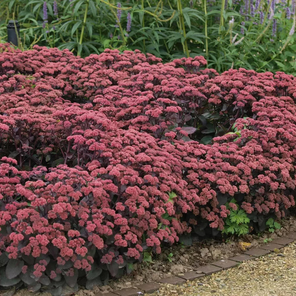 Iarba grasa (Sedum) Red Cauli, planta perena cu flori roz-rosiatice, tulpini rosii, rezistenta la seceta