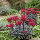 Iarba grasa (Sedum) Red Cauli, planta perena cu flori roz-rosiatice, tulpini rosii, rezistenta la seceta