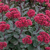 Iarba grasa (Sedum) Red Cauli, planta perena cu flori roz-rosiatice, tulpini rosii, rezistenta la seceta